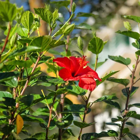 Apartament Frangis Dekatria Agios Spyridon (Corfu)