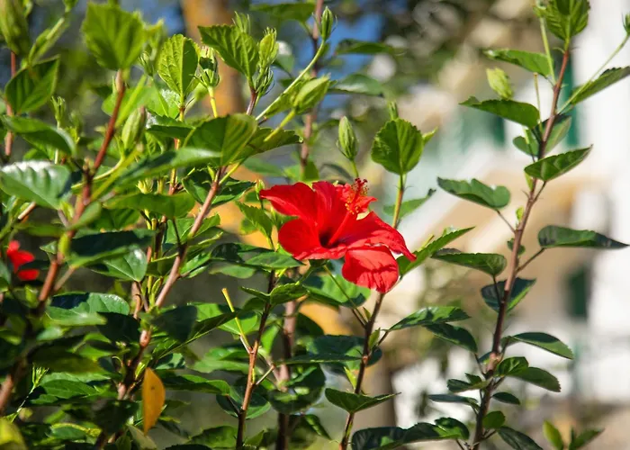 Apartament Frangis Dekatria Agios Spyridon (Corfu)